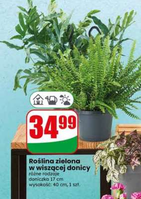 Roślina zielona w wiszącej donicy