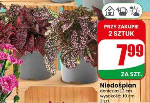 Niedośpian