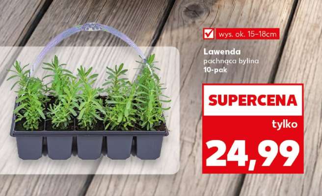 Lawenda pachnąca bylina 10-pak