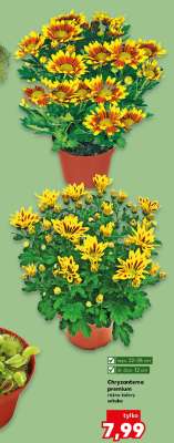 Chryzantema Premium