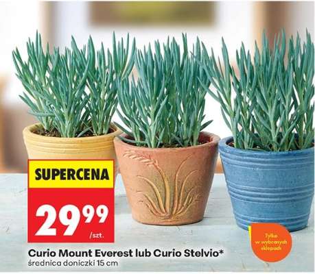 Curio Mount Everest lub Curio Stelvio