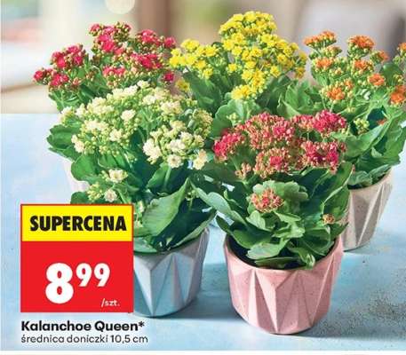 Kalanchoe Queen