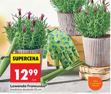Lawenda francuska