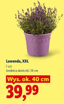 Lawenda XXL