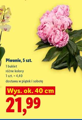 Piwonie 5 szt