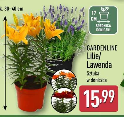 GARDENLINE Lilie/Lawenda