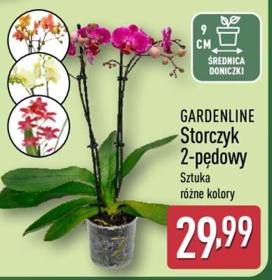 GARDENLINE Storczyk 2-pędowy