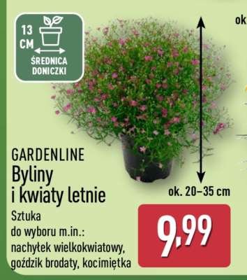 Gardenline Byliny i kwiaty letnie