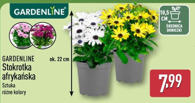 GARDENLINE Stokrotka afrykańska