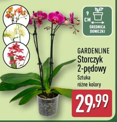 Storczyk 2-pędowy*