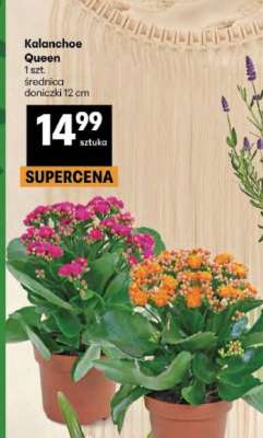 Kalanchoe Queen