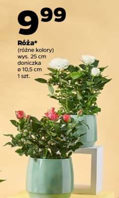 Róża