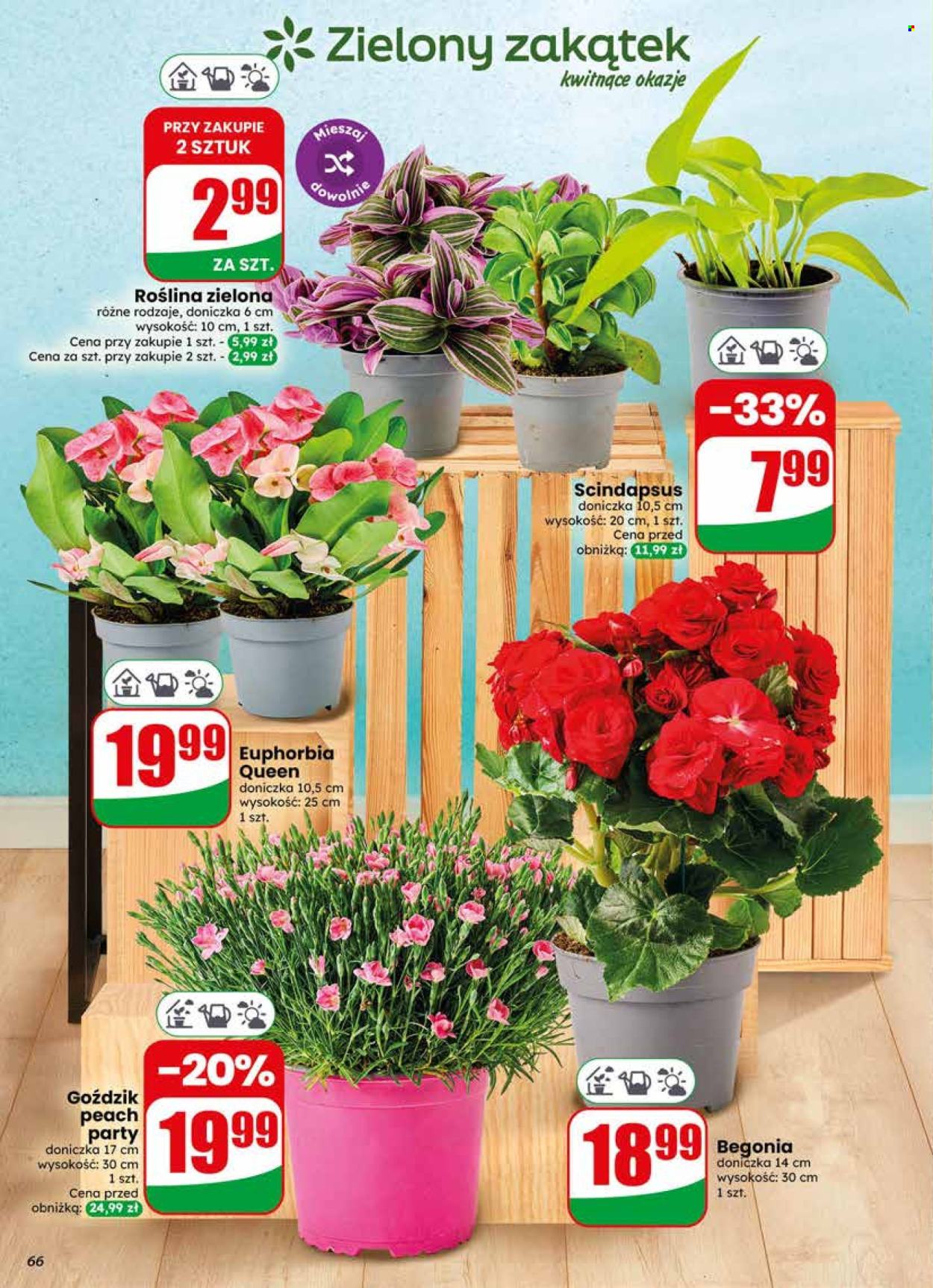 Gazetka Dino - 10.06.2026 - 16.06.2026. Strona 66
