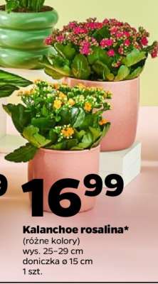 Kalanchoe rosalina