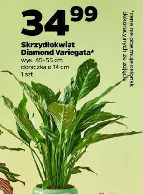 Skrzydłokwiat Diamond Variegata