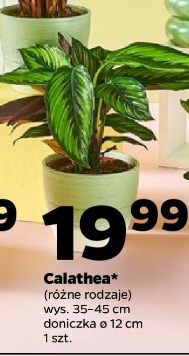 Calathea