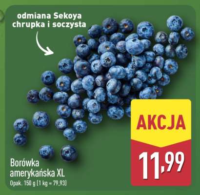 Borówka amerykańska XL
