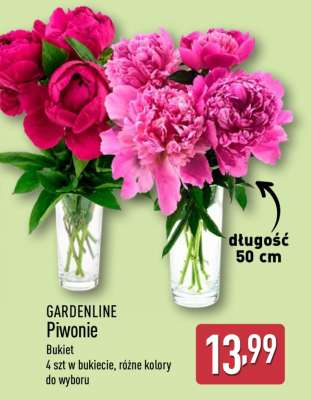 GARDENLINE Piwonie