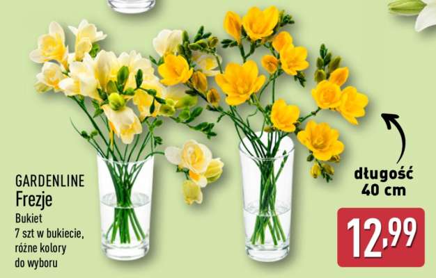 GARDENLINE Frezje