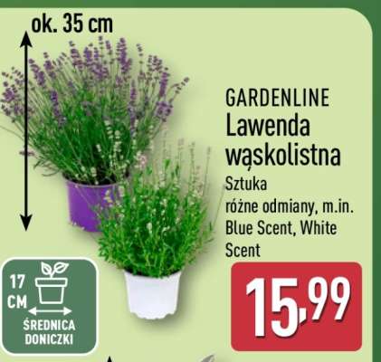 GARDENLINE Lawenda wąskolistna