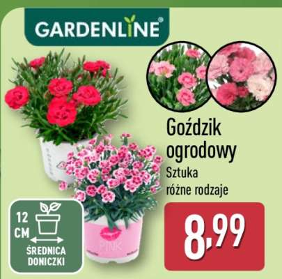 Goździk ogrodowy*