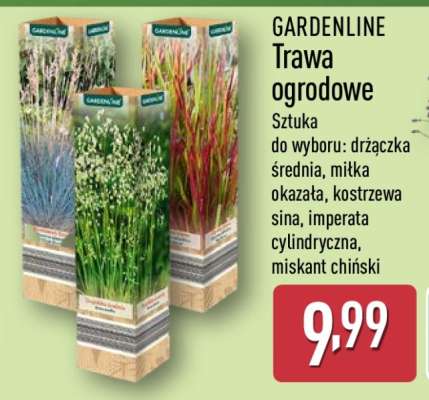 GARDENLINE Trawa ogrodowe