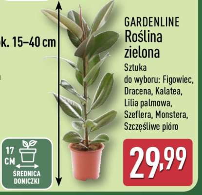 GARDENLINE Roślina zielona