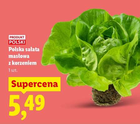 Polska sałata masłowa z korzeniem