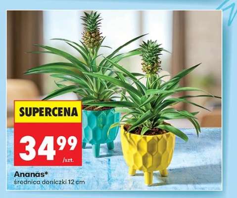 Ananas