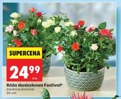 Róża doniczkowa Festival