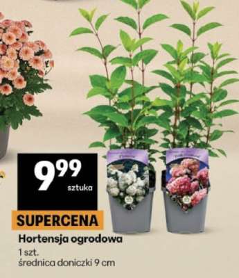 Hortensja ogrodowa*