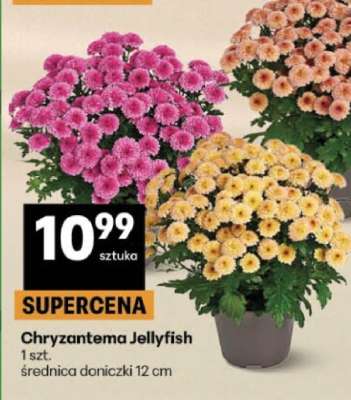 Chryzantema Jellyfish