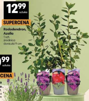 Rododendron, Azalia