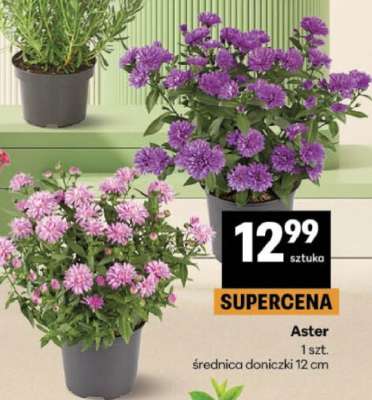 Aster