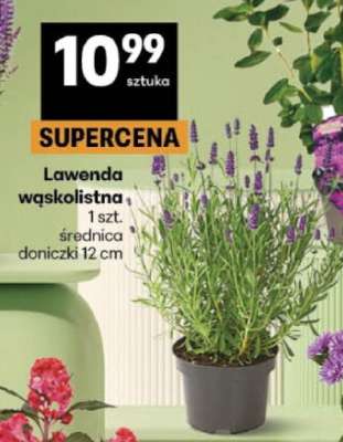 Lawenda wąskolistna