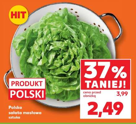 Polska sałata masłowa sztuka