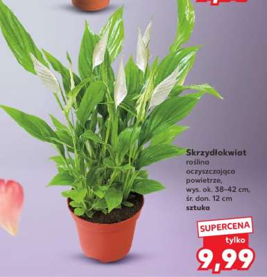 Skrzydłokwiat
