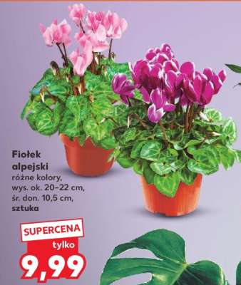 Fiołek alpejski