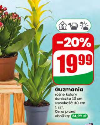 Guzmania***