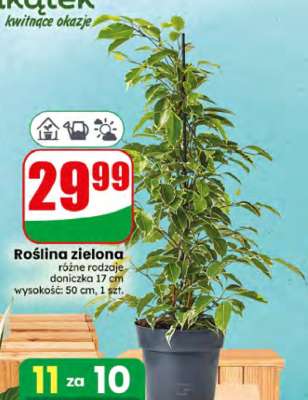 Roślina zielona