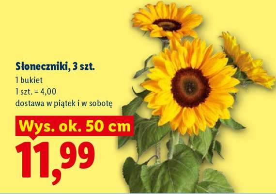 Słoneczniki, 3 szt.
