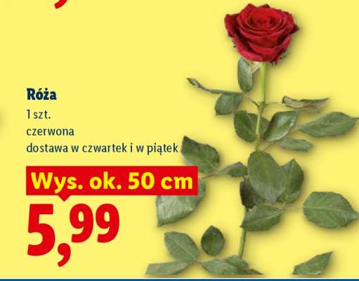 Róża