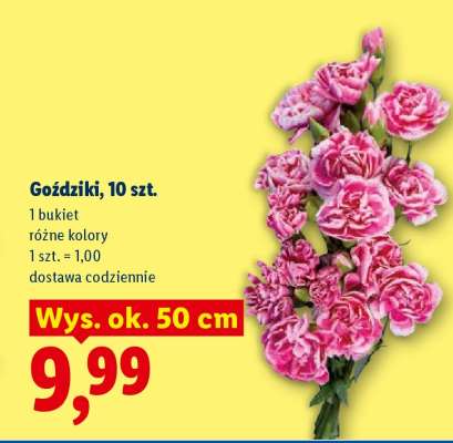 Goździki, 10 szt.