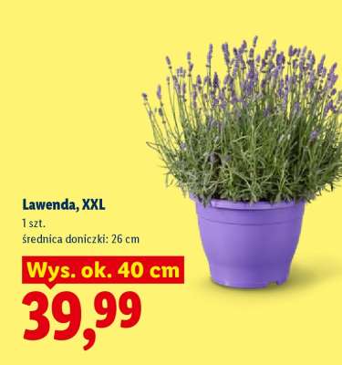 Lawenda XXL