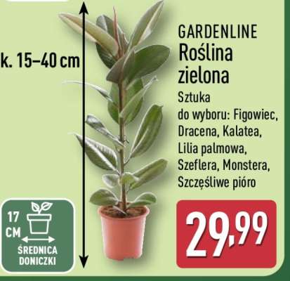 GARDENLINE Roślina zielona