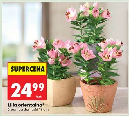 Lilia orientalna
