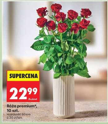 Róża Premium 10 szt