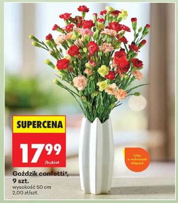 Goździk confetti* 9 szt.