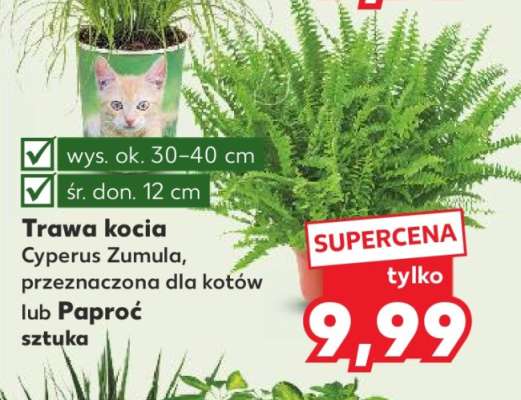 Trawa kocia lub Paproć