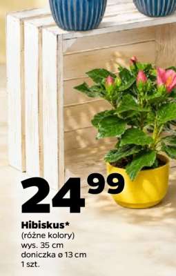 Hibiskus